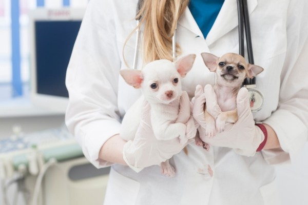 獣医師執筆 犬の急性膵炎とは 症状 原因 治療法 今からできる予防策 Inunavi いぬなび