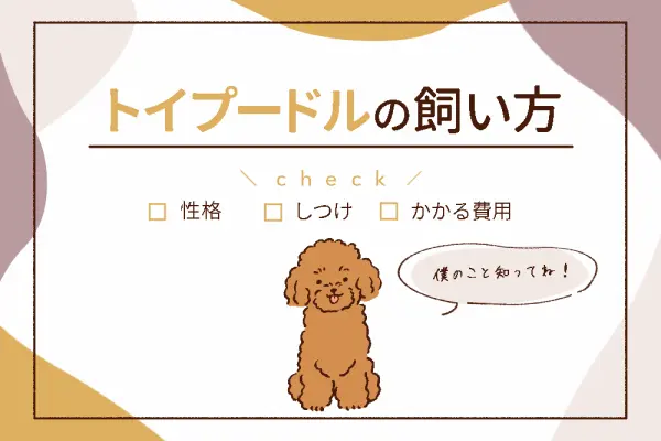 トイプードルの飼い方入門 しつけ お手入れ 性格も ドッグトレーナー監修 Inunavi いぬなび