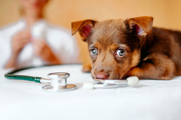 犬のしゃっくりは動物病院に連れていくべき？原因や止め方を獣医師が解説【動画付き】