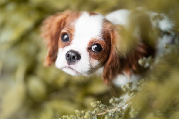 ドッグトレーナーが教える キャバリアの飼い方 特徴 病気は Inunavi いぬなび