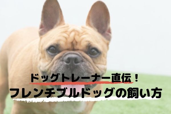 ドッグトレーナーが教える フレンチブルドッグの飼い方 特徴 病気は Inunavi いぬなび