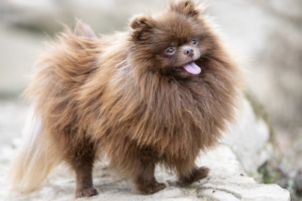 ドッグトレーナーが教える ポメラニアンの飼い方 特徴 病気は Inunavi いぬなび ドッグトレーナーが教える ポメラニアンの飼い方 特徴 病気は Inunavi いぬなび