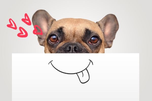 ドッグトレーナーが教える フレンチブルドッグの飼い方 特徴 病気は Inunavi いぬなび ドッグトレーナーが教える フレンチブルドッグの飼い方 特徴 病気は Inunavi いぬなび