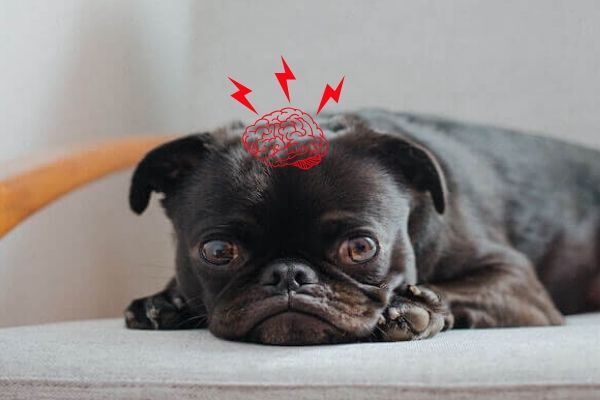 ドッグトレーナーが教える パグの飼い方 特徴 病気は Inunavi いぬなび