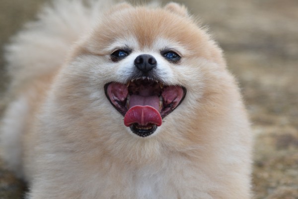 ドッグトレーナーが教える ポメラニアンの飼い方 特徴 病気は Inunavi いぬなび