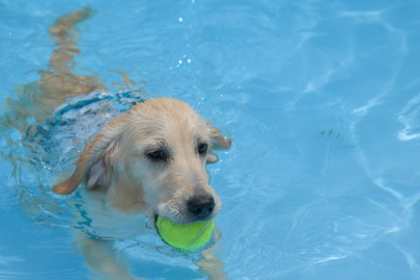 獣医師監修 愛犬が水を飲まない本当の理由 気になる原因と解決法は Inunavi いぬなび