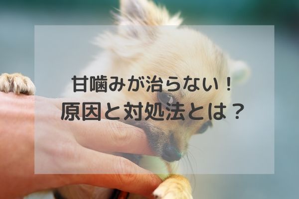 獣医師監修 犬が甘噛みする本当の理由 甘噛みの正しい対処法 治し方とは Inunavi いぬなび