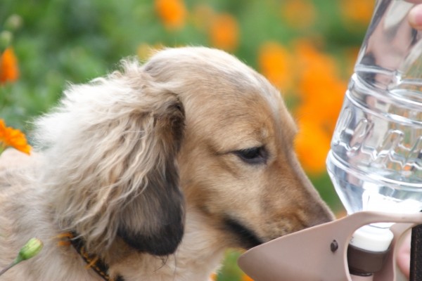 獣医師監修 愛犬が水を飲まない本当の理由 気になる原因と解決法は Inunavi いぬなび
