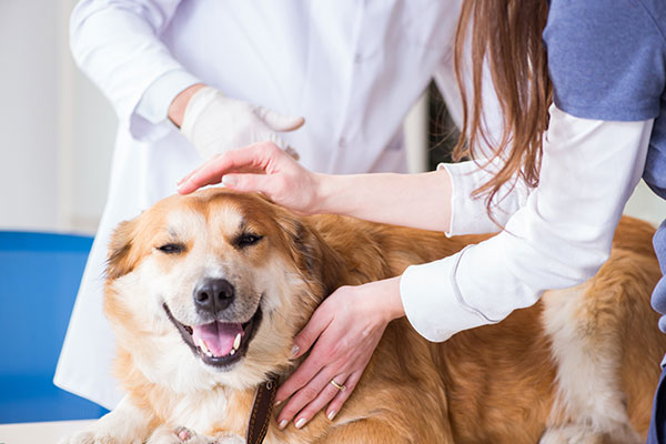 看護師執筆 犬の食物アレルギー性皮膚炎に効果的な手作りごはん Inunavi いぬなび