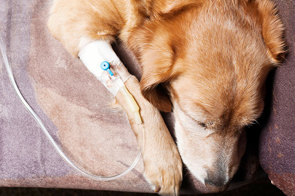 獣医師監修 愛犬が水を飲まない本当の理由 気になる原因と解決法は Inunavi いぬなび