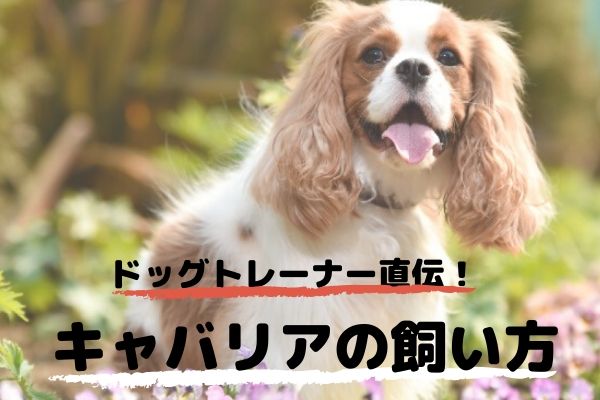 ドッグトレーナーが教える キャバリアの飼い方 特徴 病気は Inunavi いぬなび