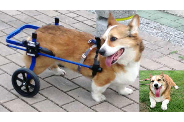 犬用車いすおすすめ4選 愛犬家が本気で選んだ犬用車いすは Inunavi いぬなび