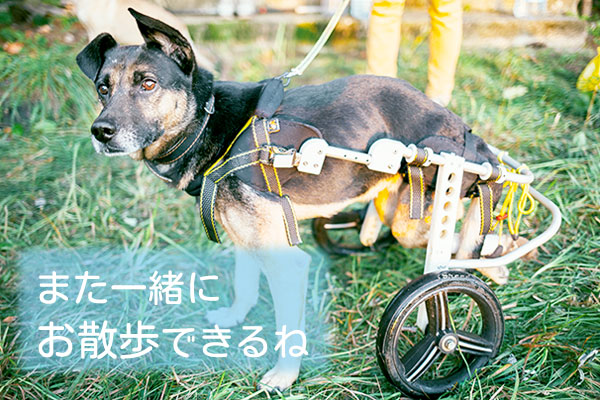 犬用車椅子完全ガイド】愛犬に合う車椅子の選び方とおすすめ車椅子