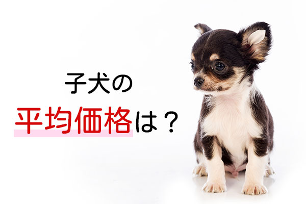 ドッグトレーナーが教える チワワの飼い方 特徴 病気は Inunavi いぬなび