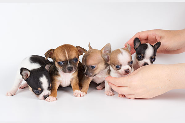 犬の下痢 軟便 の原因はフード 予防におすすめのドッグフード年齢別15選 獣医師監修 Inunavi いぬなび