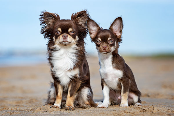 チワワの飼い方を解説 初心者でも分かる子犬の育て方やしつけの方法 Inunavi いぬなび