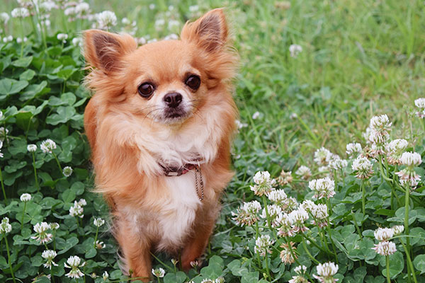 ドッグトレーナーが教える チワワの飼い方 特徴 病気は Inunavi いぬなび