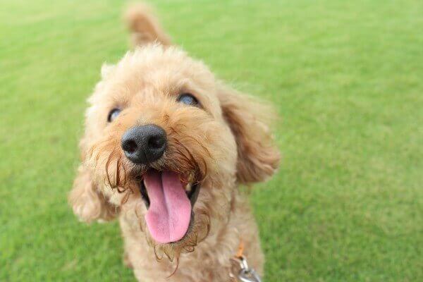 トイプードルを飼っている女性芸能人まとめ 驚きの溺愛エピソードや使用グッズもご紹介 Inunavi いぬなび