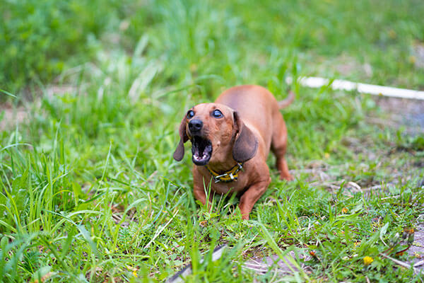ドッグトレーナーが教える ミニチュアダックスフンドの飼い方 特徴 病気は Inunavi いぬなび ドッグトレーナーが教える ミニチュアダックスフンドの飼い方 特徴 病気は Inunavi いぬなび