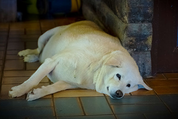 獣医師執筆 犬の急性膵炎とは 症状 原因 治療法 今からできる予防策 Inunavi いぬなび