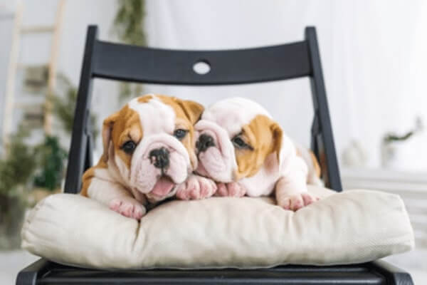 獣医師監修 子犬におすすめのドッグフード人気ランキング10選 Inunavi いぬなび