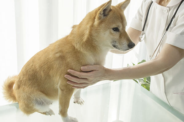 獣医師監修 柴犬が食べない時は病気 わがまま 6つの原因と対策 Inunavi いぬなび