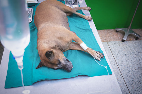 獣医師執筆 犬の急性膵炎とは 症状 原因 治療法 今からできる予防策 Inunavi いぬなび