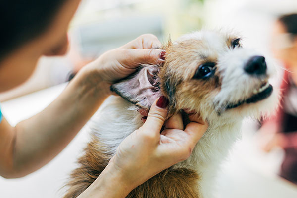 獣医師執筆 犬の外耳炎とは 症状 原因 治療法 簡単にできる予防策 Inunavi いぬなび