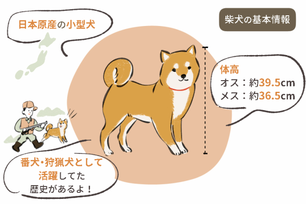 1.柴犬の基本情報