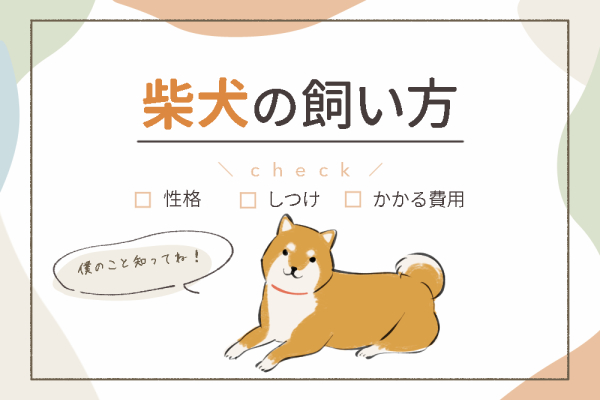 柴犬の正しい飼い方は 性格に合わせたしつけとかかる費用を紹介 Inunavi いぬなび