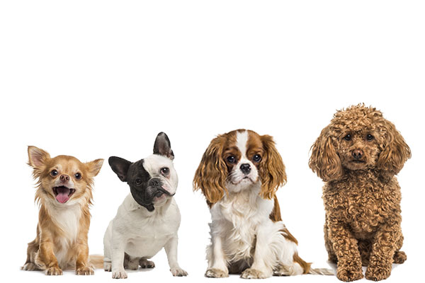 【初心者が飼いやすい小型犬ランキングTOP19】人気の種類やマンションで吠えない犬種は？