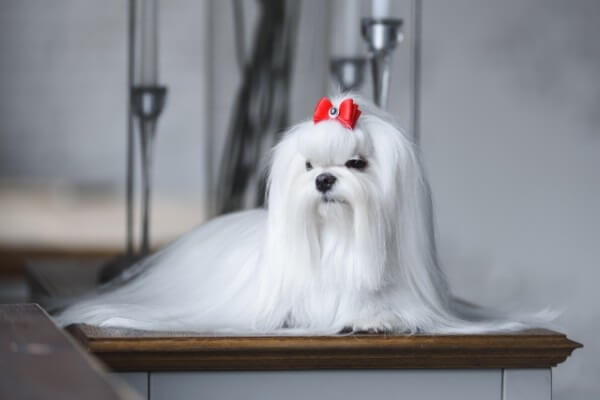 ペット用サプリ キングアガリクス100 リアルな口コミ評判は 犬の効果や安全性を徹底調査 Inunavi いぬなび