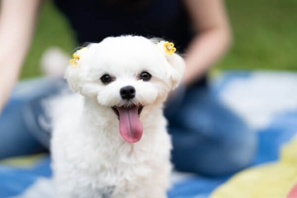 ドッグトレーナーが教える マルチーズの飼い方 特徴 病気は Inunavi いぬなび