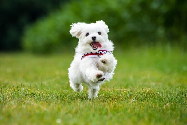 ドッグトレーナーが教える マルチーズの飼い方 特徴 病気は Inunavi いぬなび