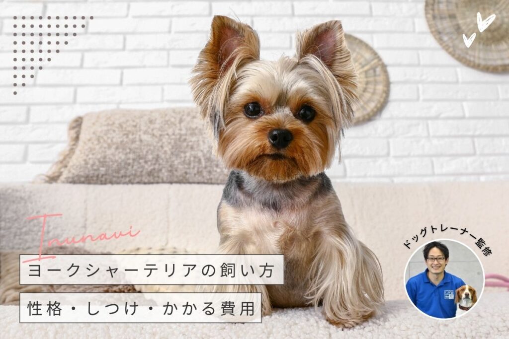 犬種 - ヨークシャーテリア 」の記事一覧 | INUNAVI（いぬなび）