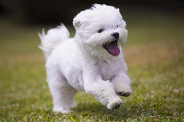 ドッグトレーナーが教える マルチーズの飼い方 特徴 病気は Inunavi いぬなび