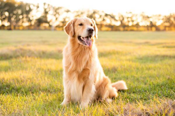 ドッグトレーナーが教える ラブラドールレトリーバーの飼い方 特徴 病気は Inunavi いぬなび