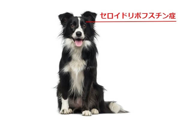 ドッグトレーナーが教える ボーダーコリーの飼い方 特徴 病気は Inunavi いぬなび