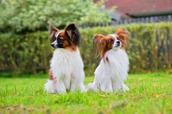 ドッグトレーナーが教える パピヨンの飼い方 特徴 病気は Inunavi いぬなび