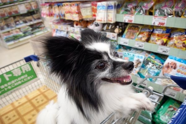 ドッグトレーナーが教える パピヨンの飼い方 特徴 病気は Inunavi いぬなび