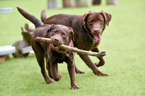ドッグトレーナーが教える ラブラドールレトリーバーの飼い方 特徴 病気は Inunavi いぬなび