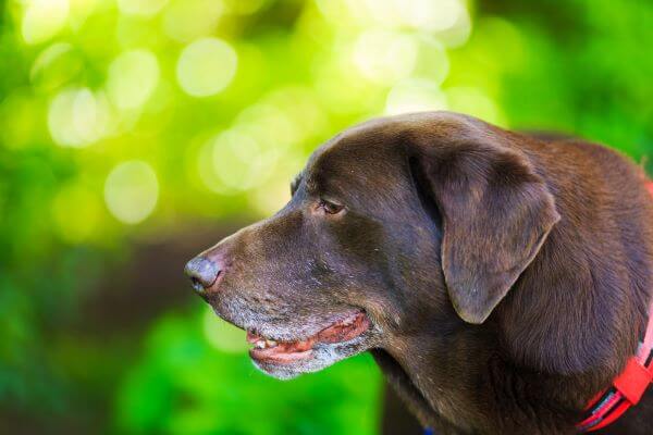 ドッグトレーナーが教える ラブラドールレトリーバーの飼い方 特徴 病気は Inunavi いぬなび