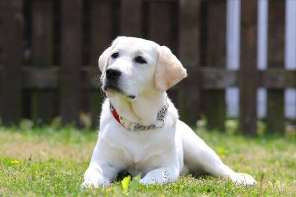 ドッグトレーナーが教える ラブラドールレトリーバーの飼い方 特徴 病気は Inunavi いぬなび