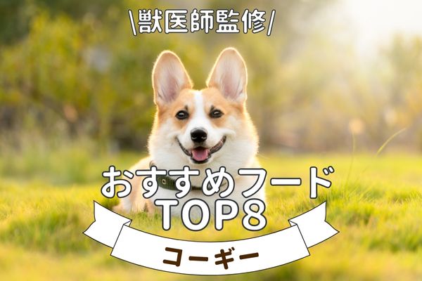 コーギーにおすすめのドッグフード人気ランキング8選【獣医師監修】