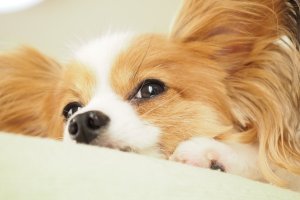ドッグトレーナーが教える！パピヨンの飼い方、特徴、病気は？