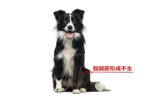 股関節形成不全ボーダーコリー