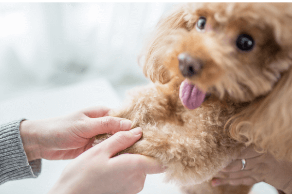 獣医師監修 犬がご飯を食べない8つの理由と対策 病気 わがまま 老化など徹底解説 Inunavi いぬなび
