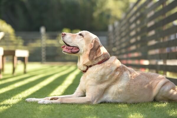 子犬の お手 の教え方と必要性は 失敗する場合の対処法と4つのコツ Inunavi いぬなび