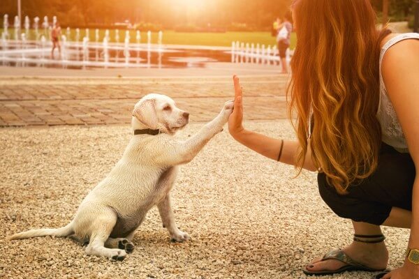 子犬の まて の教え方と必要性は 失敗する場合の対処法と４つのコツ Inunavi いぬなび