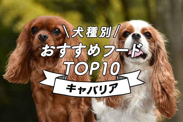 【獣医師監修】キャバリアにおすすめのドッグフード人気ランキング11選